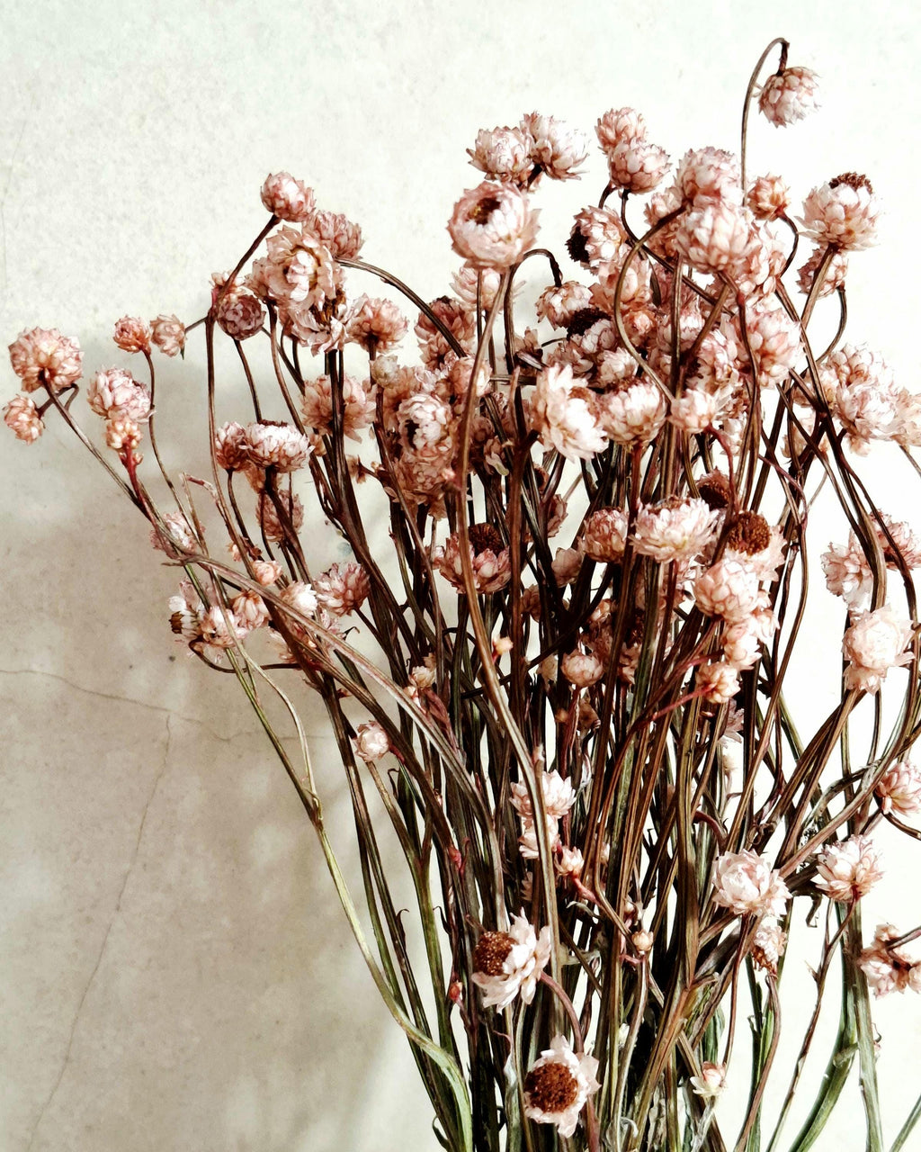 Dried Ammobium Bouquet | Preserved Flowers | Dusty Rose Floral Decor | Minimalist Home Decor | Wedding Flowers | Natural Bouquet
