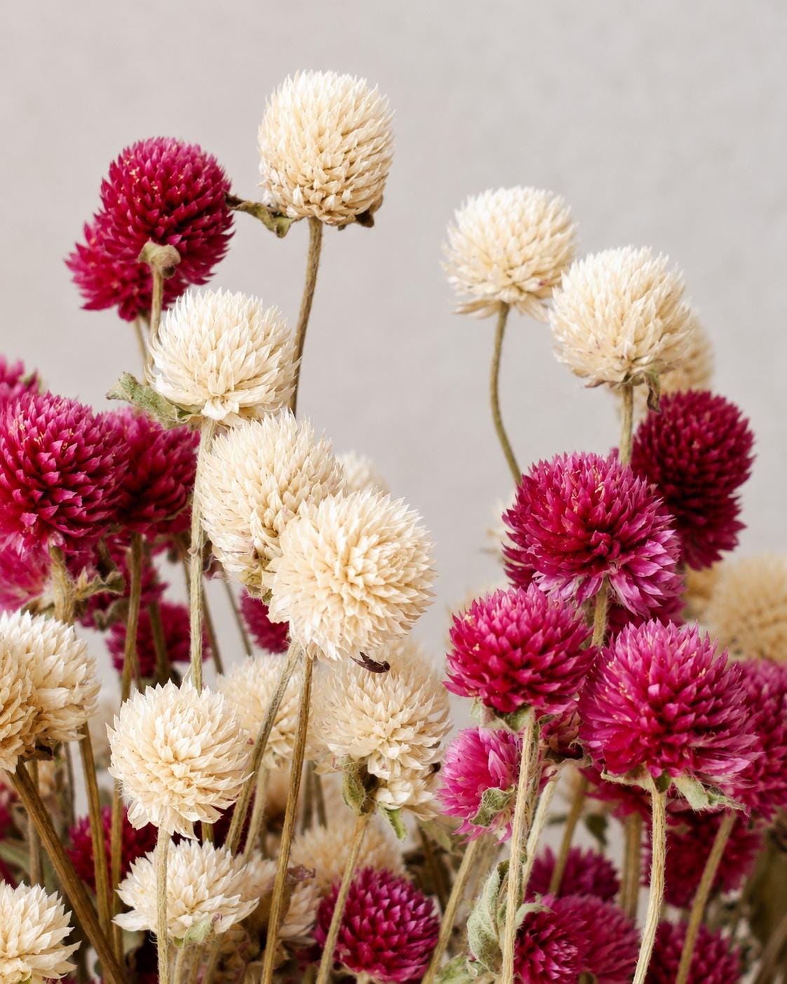 Dried Gomphrena Bouquet Mix Pink & Ivory, 10 Stems as Shown, Preserved Flowers, Boho Decor, Neutral Floral Arrangement, Ready to Ship
