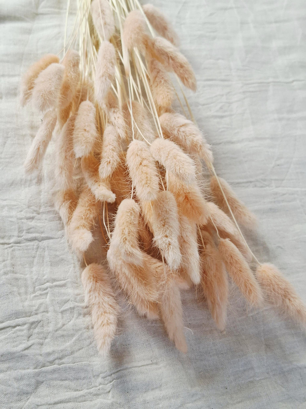 Soft Pink Dried Lagurus Stems | Bunny Tail Grass | Preserved Lagurus Ovatus | Florist Supply | Dried Flower Material | DIY Floral Crafts