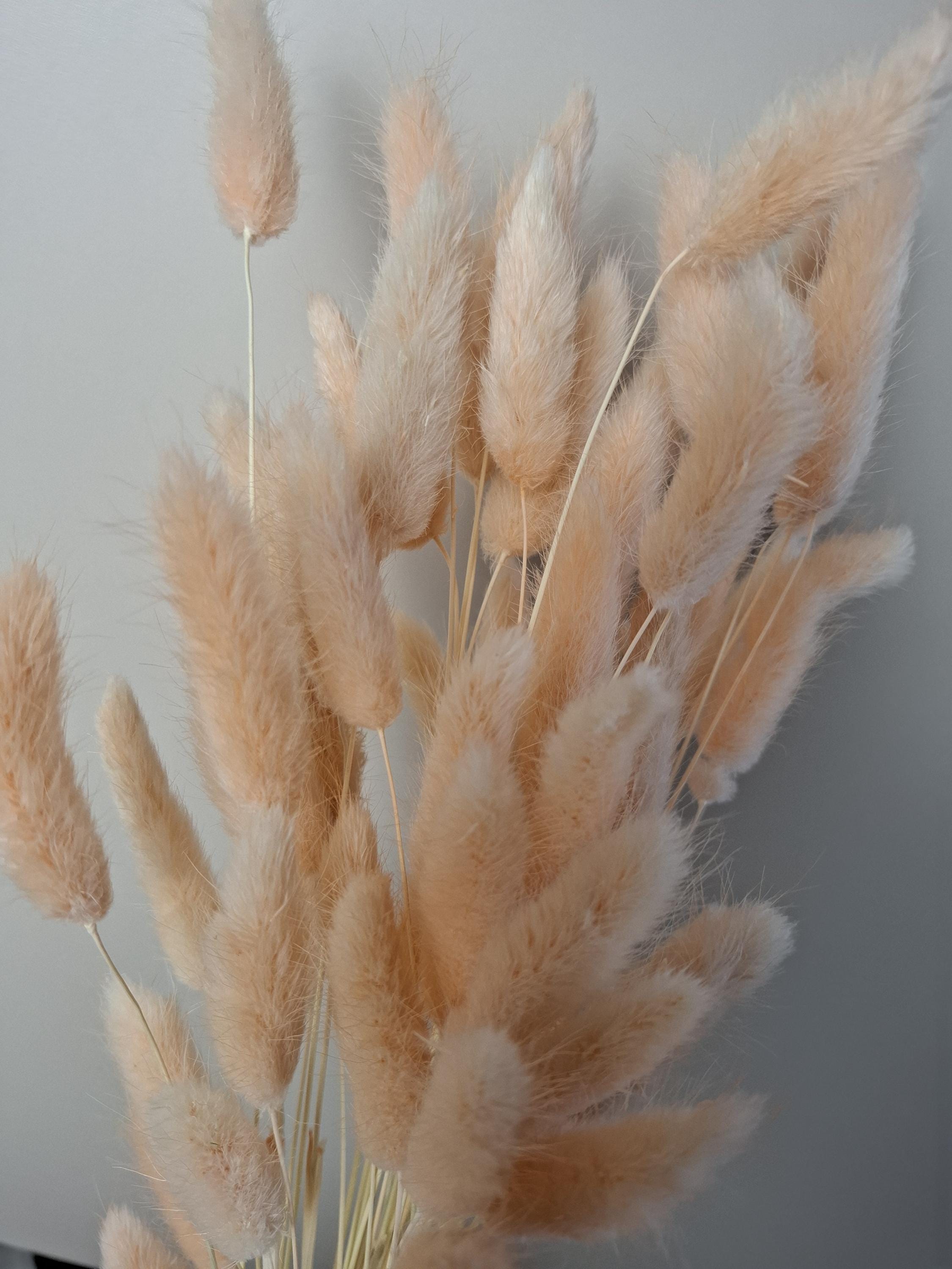 Soft Pink Dried Lagurus Stems | Bunny Tail Grass | Preserved Lagurus Ovatus | Florist Supply | Dried Flower Material | DIY Floral Crafts
