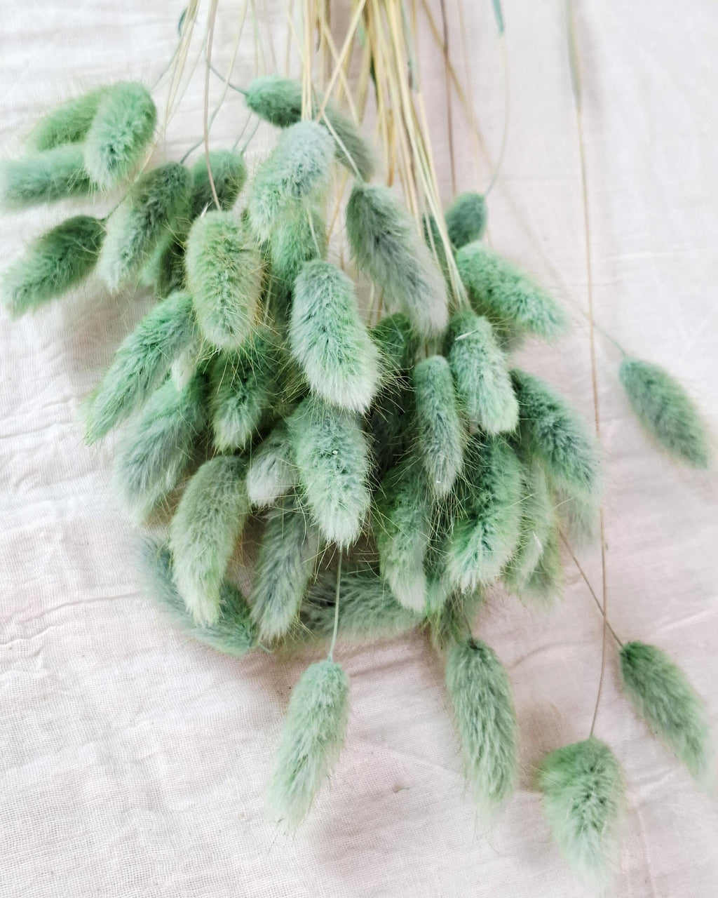 Olive Green Dried Lagurus Stems | Bunny Tail Grass | Preserved Lagurus Ovatus | Florist Supply | Dried Flower Material | DIY Floral Crafts