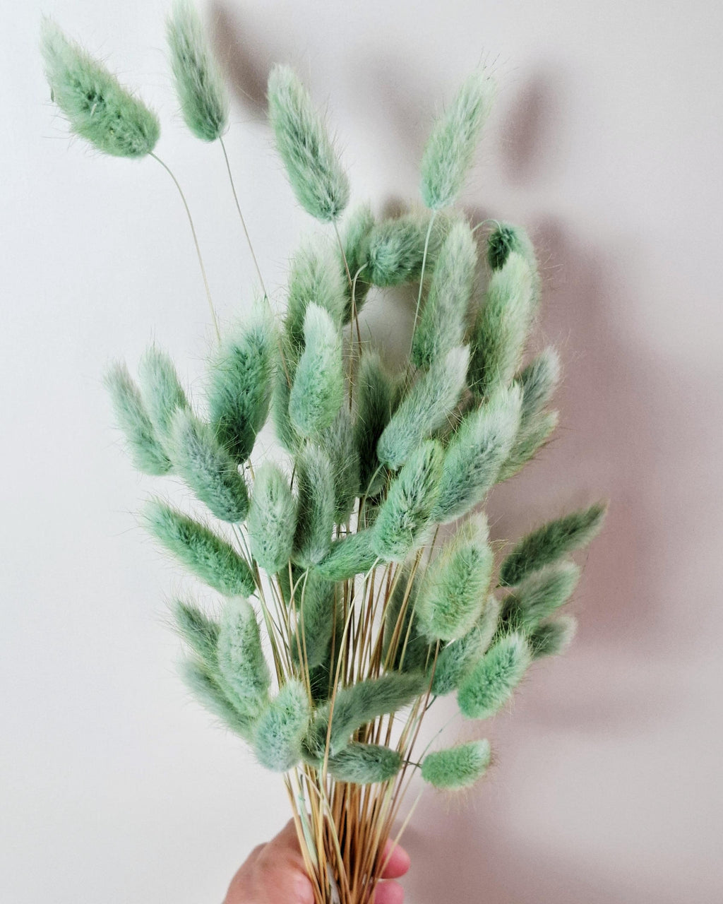 Olive Green Dried Lagurus Stems | Bunny Tail Grass | Preserved Lagurus Ovatus | Florist Supply | Dried Flower Material | DIY Floral Crafts