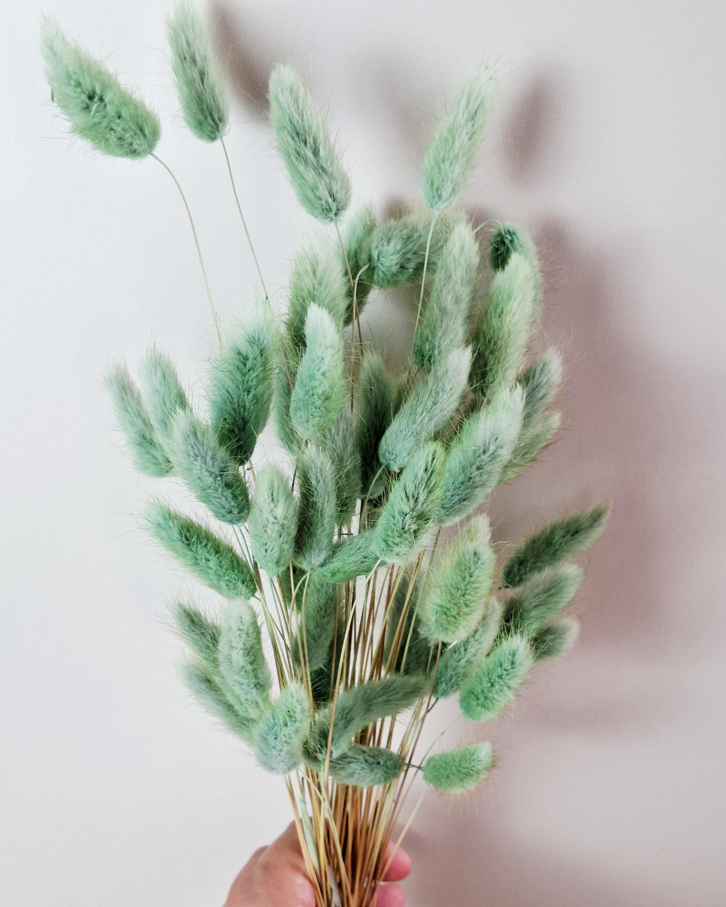 Olive Green Dried Lagurus Stems | Bunny Tail Grass | Preserved Lagurus Ovatus | Florist Supply | Dried Flower Material | DIY Floral Crafts