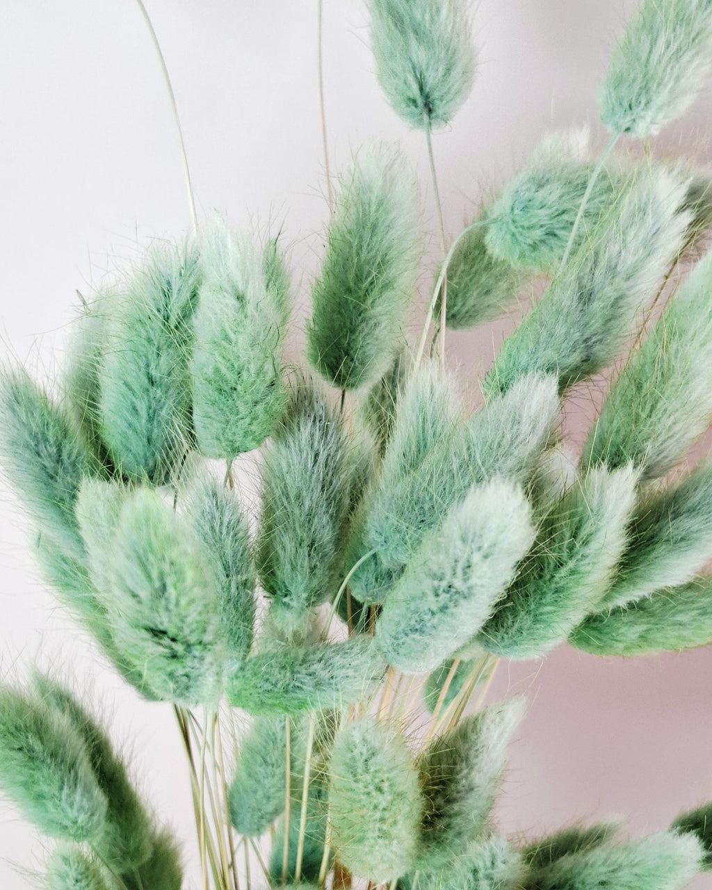 Olive Green Dried Lagurus Stems | Bunny Tail Grass | Preserved Lagurus Ovatus | Florist Supply | Dried Flower Material | DIY Floral Crafts