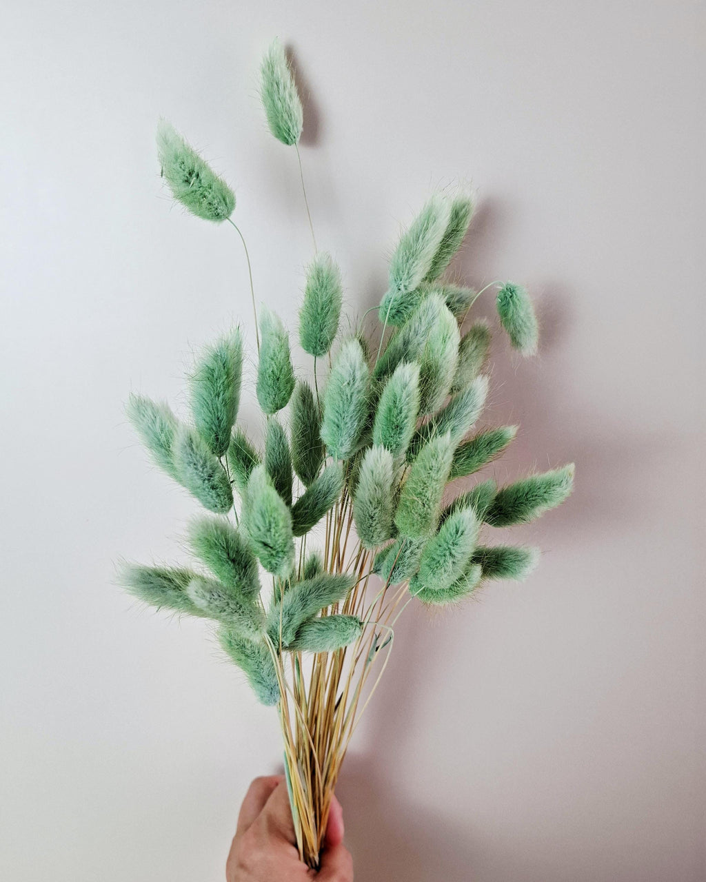 Olive Green Dried Lagurus Stems | Bunny Tail Grass | Preserved Lagurus Ovatus | Florist Supply | Dried Flower Material | DIY Floral Crafts