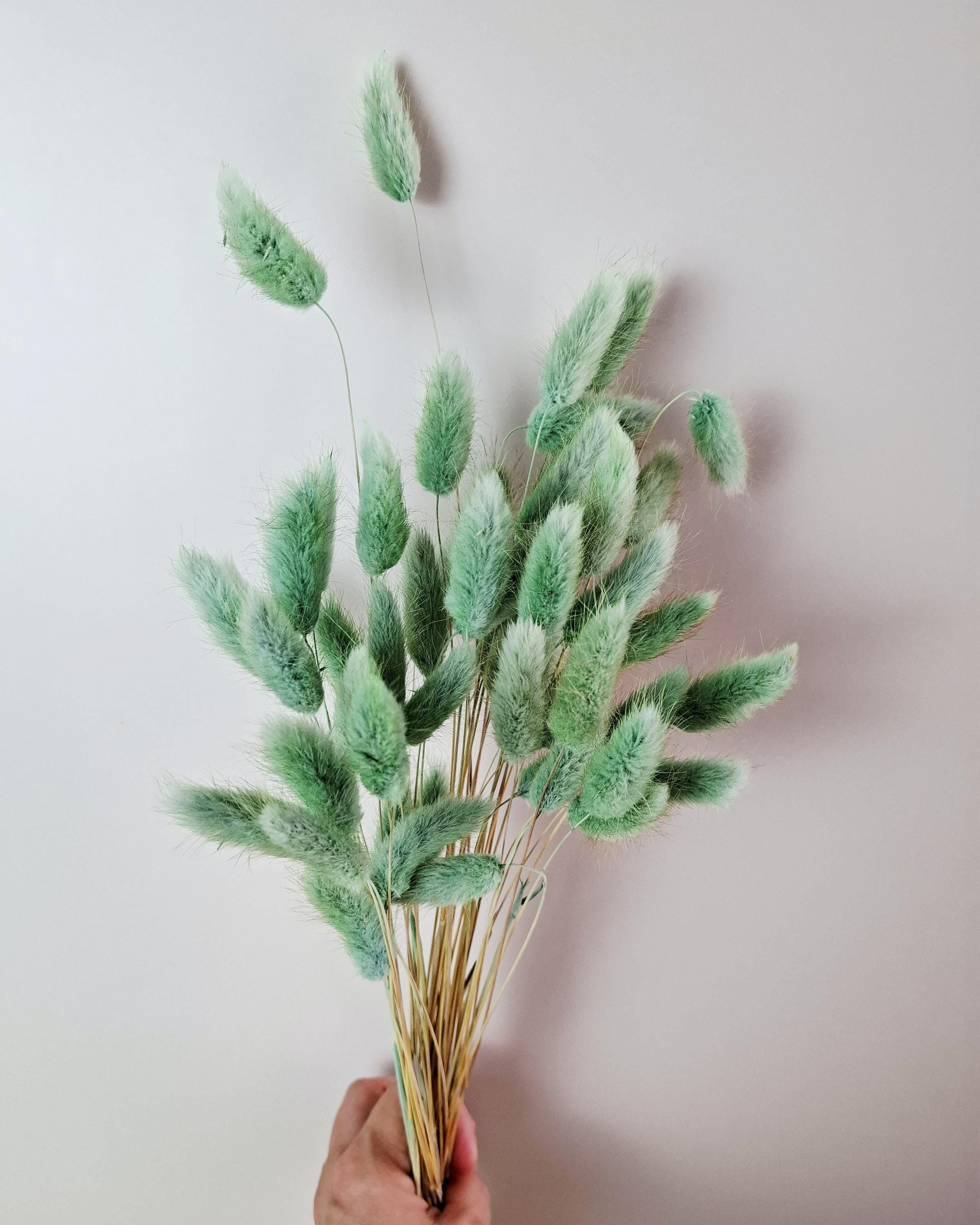 Olive Green Dried Lagurus Stems | Bunny Tail Grass | Preserved Lagurus Ovatus | Florist Supply | Dried Flower Material | DIY Floral Crafts