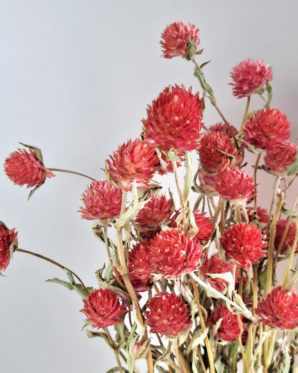 Red Gomphrena Bouquet | Dried Flower Bouquet | Preserved Flower Arrangement | Botanical Home Decor | Natural Floral Decor