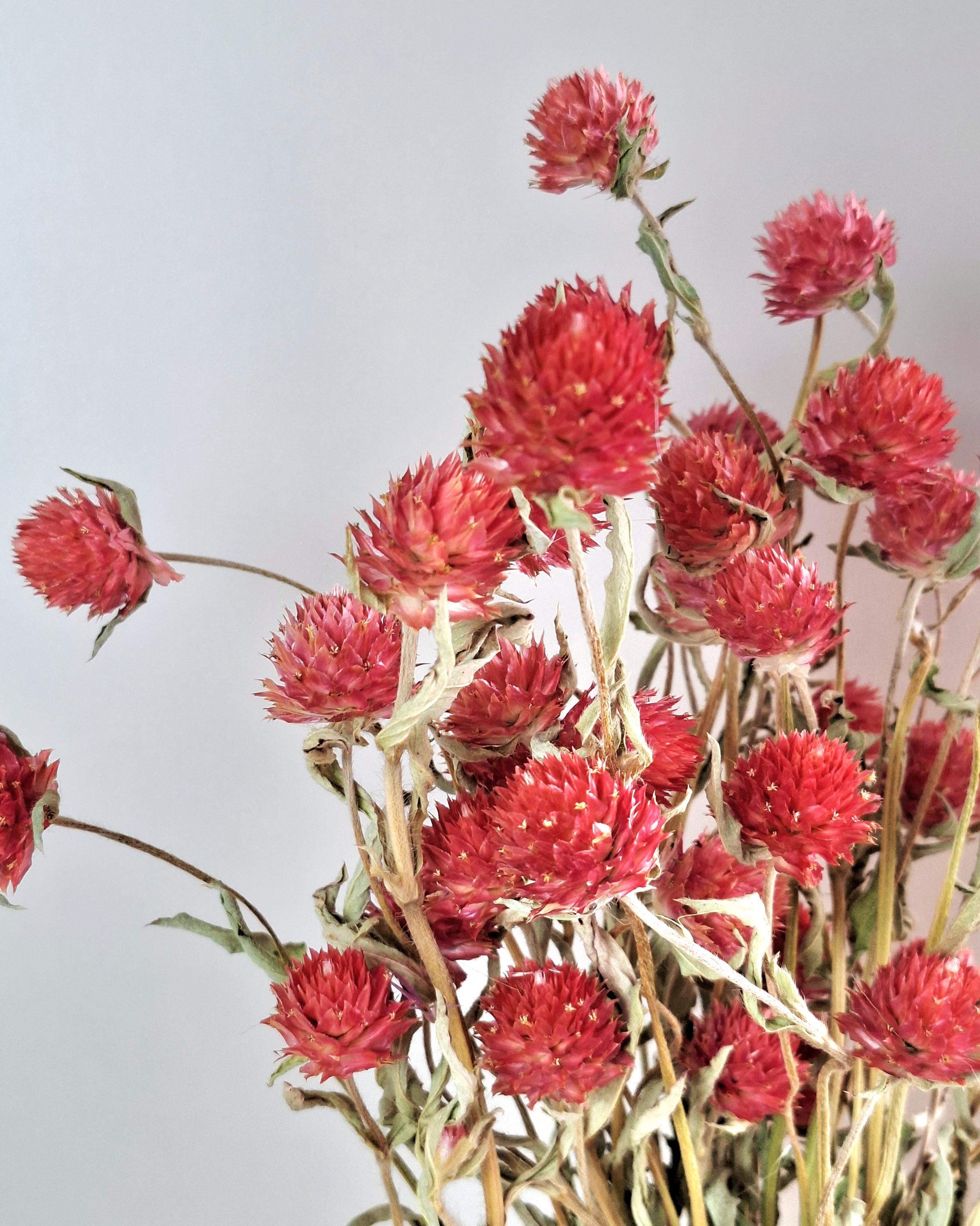 Red Gomphrena Bouquet | Dried Flower Bouquet | Preserved Flower Arrangement | Botanical Home Decor | Natural Floral Decor