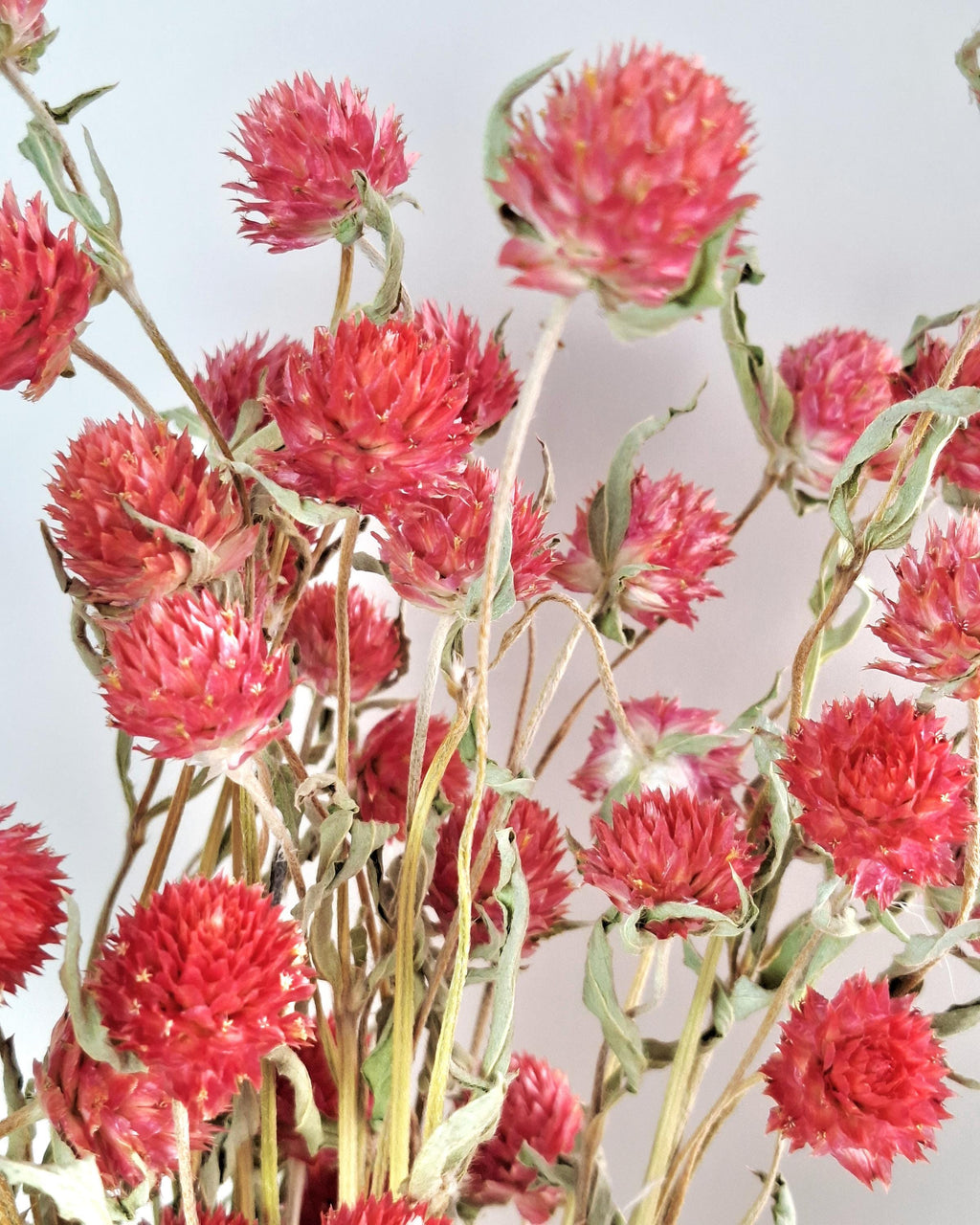 Red Gomphrena Bouquet | Dried Flower Bouquet | Preserved Flower Arrangement | Botanical Home Decor | Natural Floral Decor