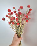 Red Dried Gomphrena Stems | Globe Amaranth Flowers | Dried Flower Stems | Florist Supply | Floral Craft Material