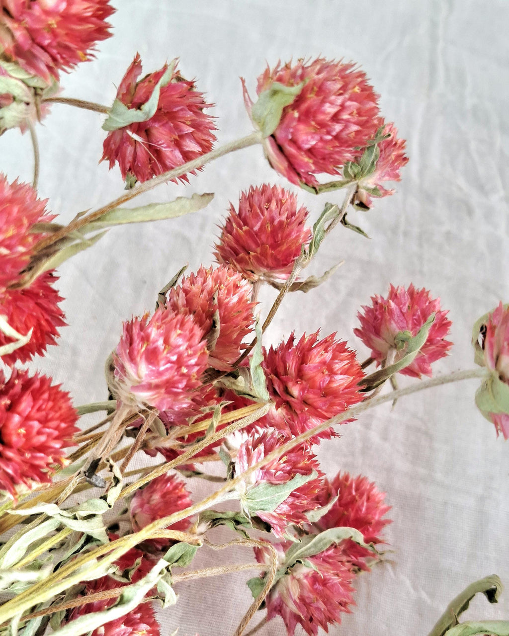 Red Dried Gomphrena Stems | Globe Amaranth Flowers | Dried Flower Stems | Florist Supply | Floral Craft Material