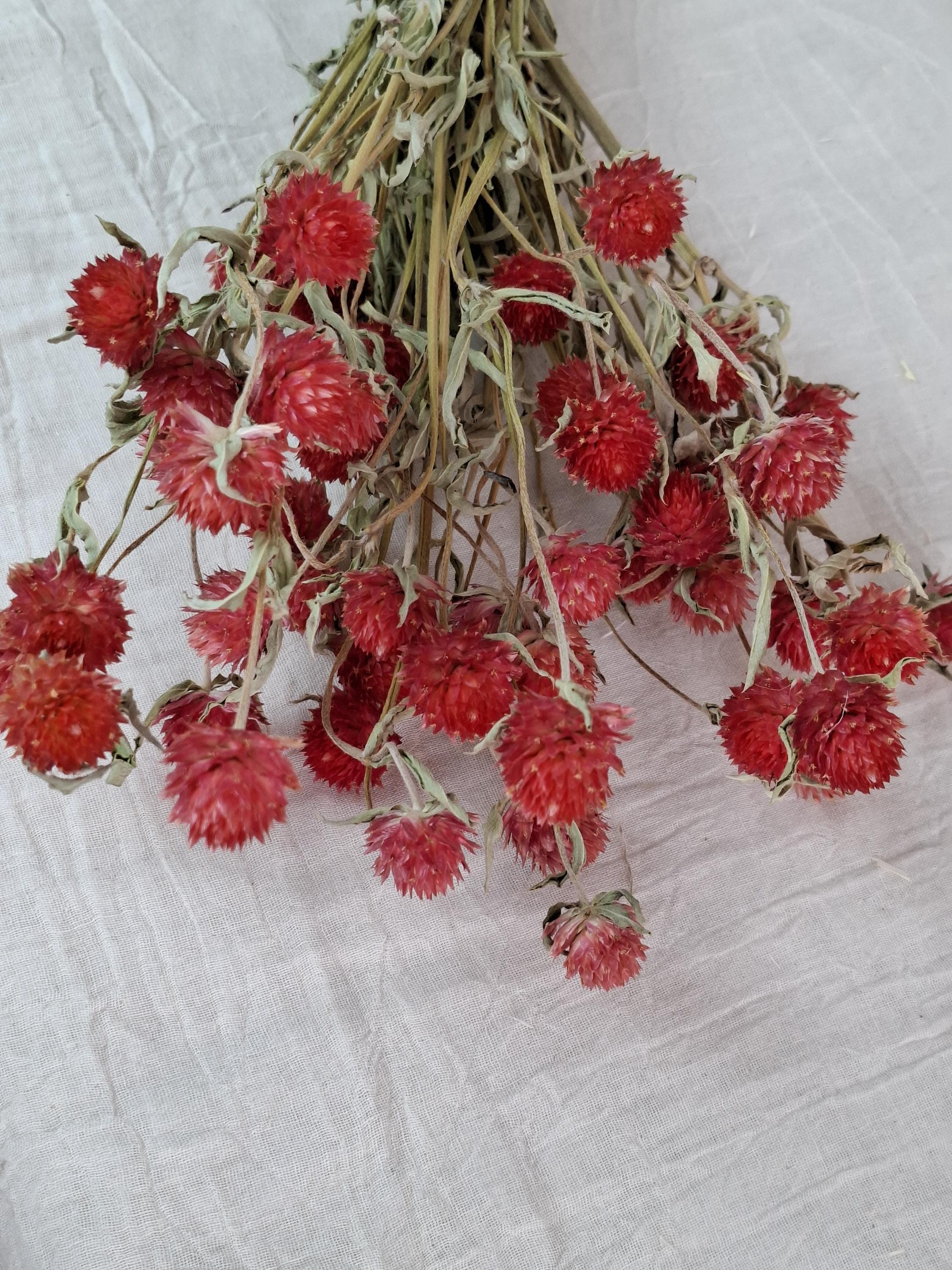 Red Dried Gomphrena Stems | Globe Amaranth Flowers | Dried Flower Stems | Florist Supply | Floral Craft Material