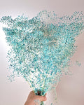 White Red Baby’s Breath Dried Flowers | Two Color Gypsophila Bouquet | Wedding Decor