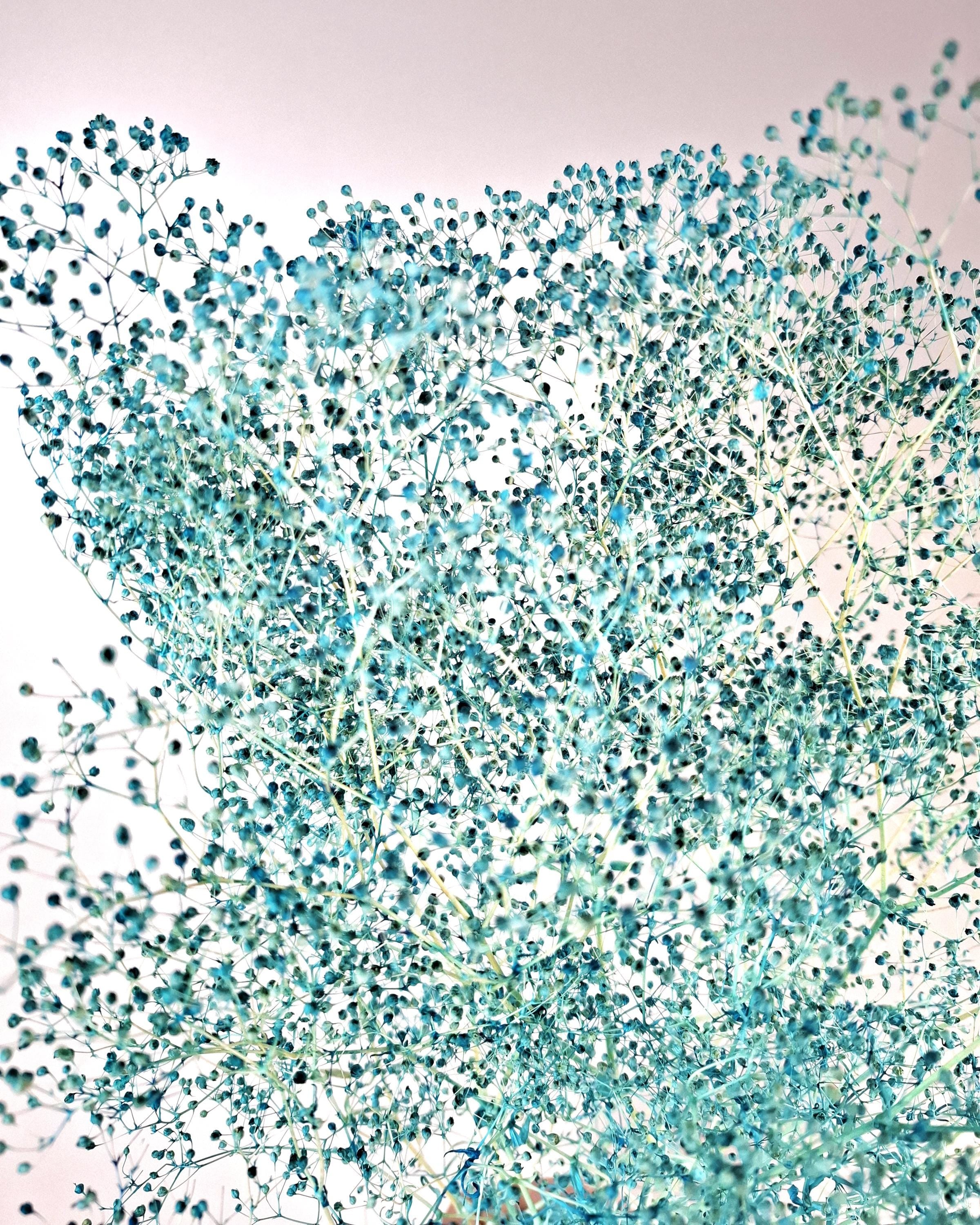 White Red Baby’s Breath Dried Flowers | Two Color Gypsophila Bouquet | Wedding Decor