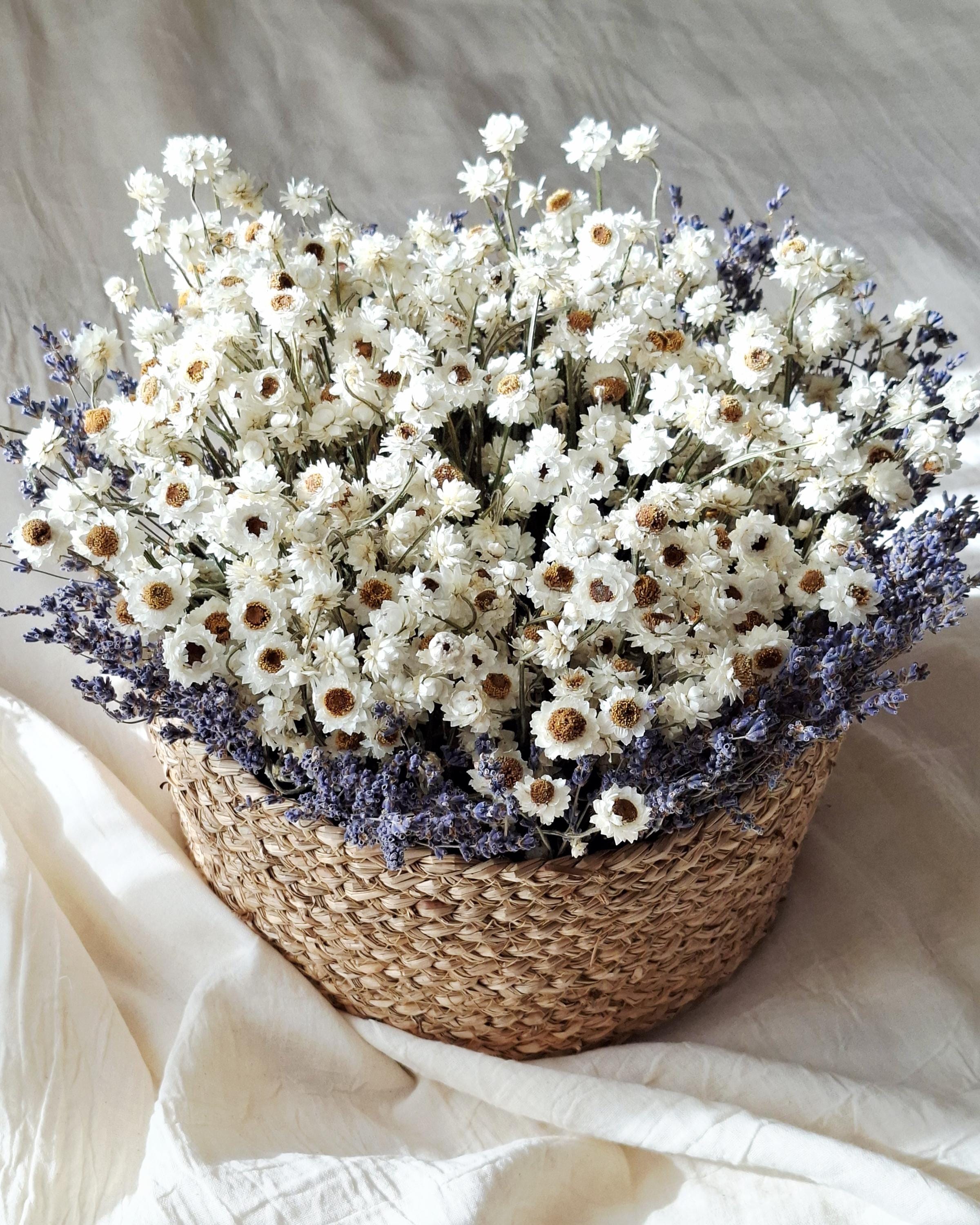 White Dried Flower Basket, Stabilized Ammobium & Lavender Arrangement, Scandinavian Botanical Decor, Minimalist Floral Centerpiece