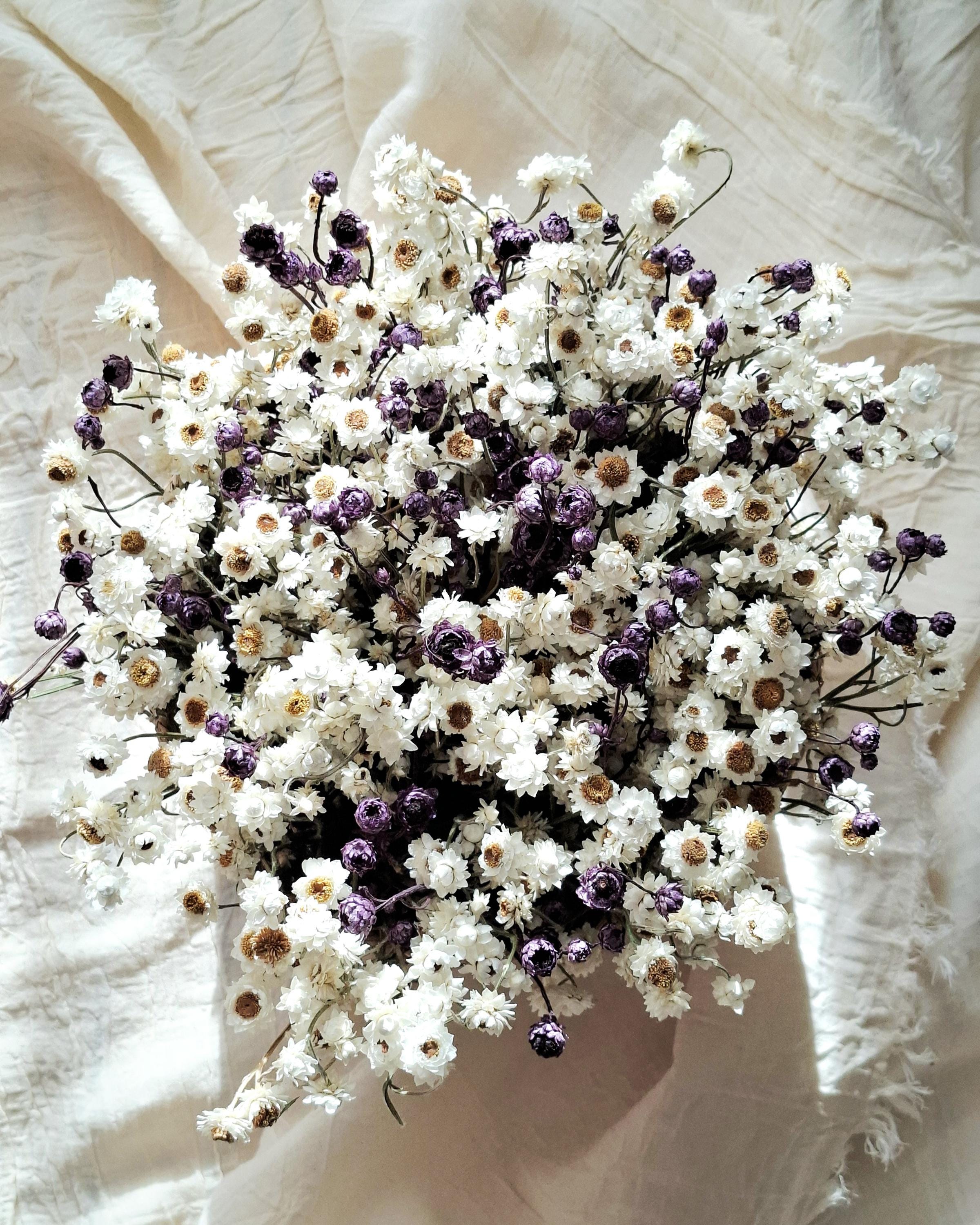 White & Dark Lilac Dried Ammobium Basket – Everlasting Flower Arrangement – Minimalist Botanical Decor – Natural Floral Basket