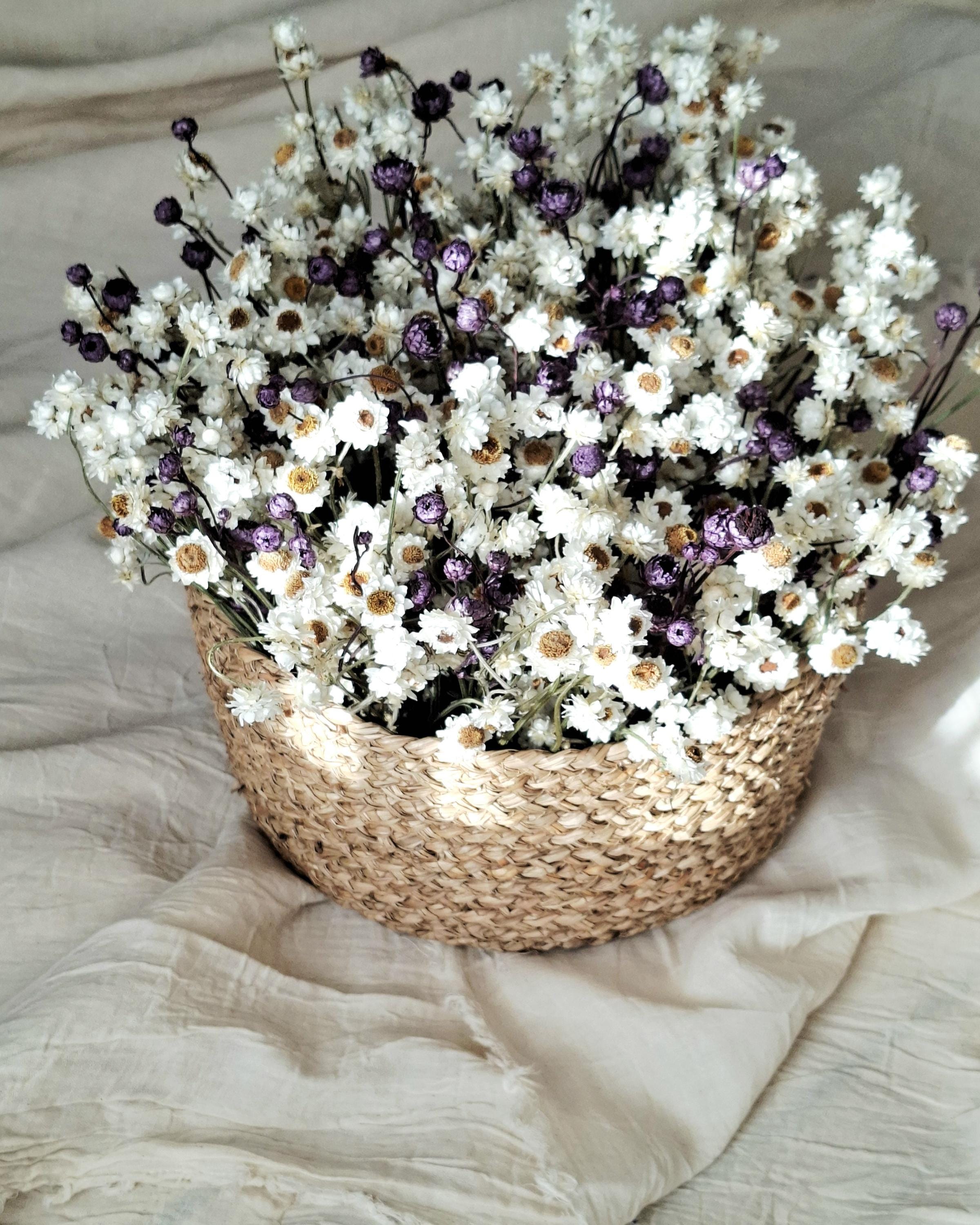 White & Dark Lilac Dried Ammobium Basket – Everlasting Flower Arrangement – Minimalist Botanical Decor – Natural Floral Basket
