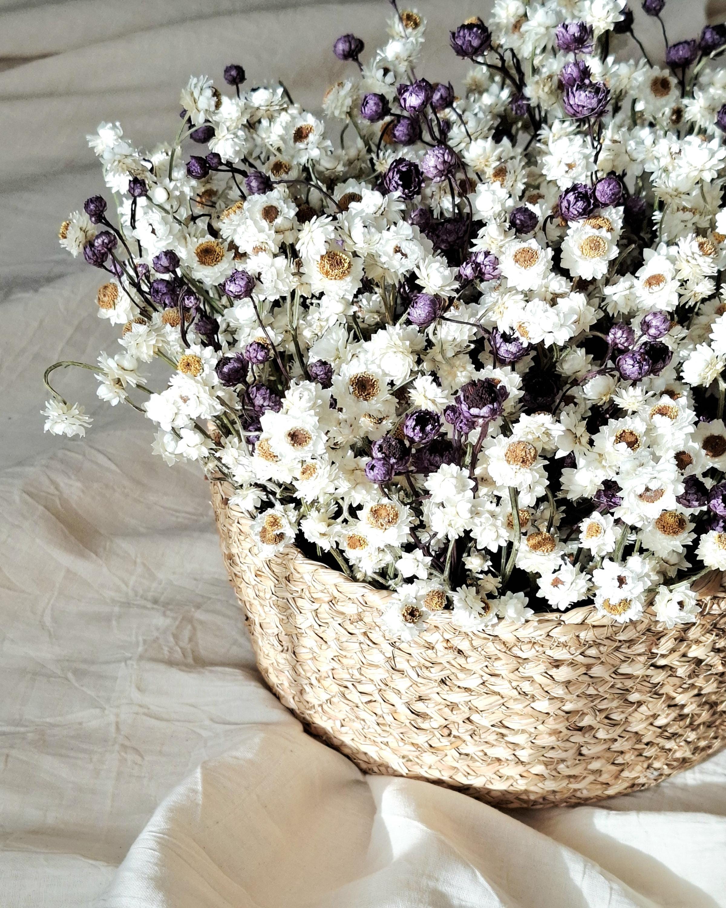 White & Dark Lilac Dried Ammobium Basket – Everlasting Flower Arrangement – Minimalist Botanical Decor – Natural Floral Basket