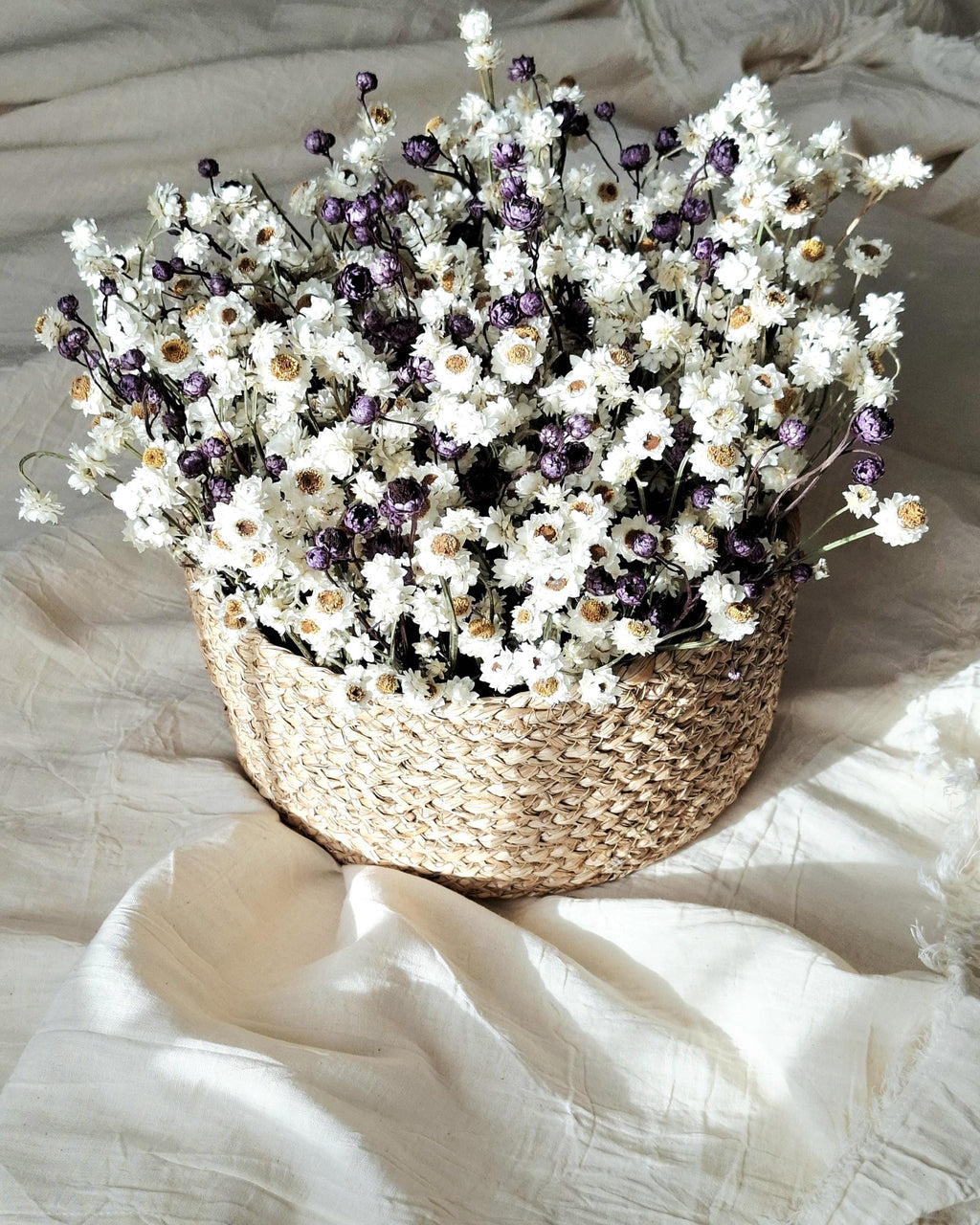 White & Dark Lilac Dried Ammobium Basket – Everlasting Flower Arrangement – Minimalist Botanical Decor – Natural Floral Basket