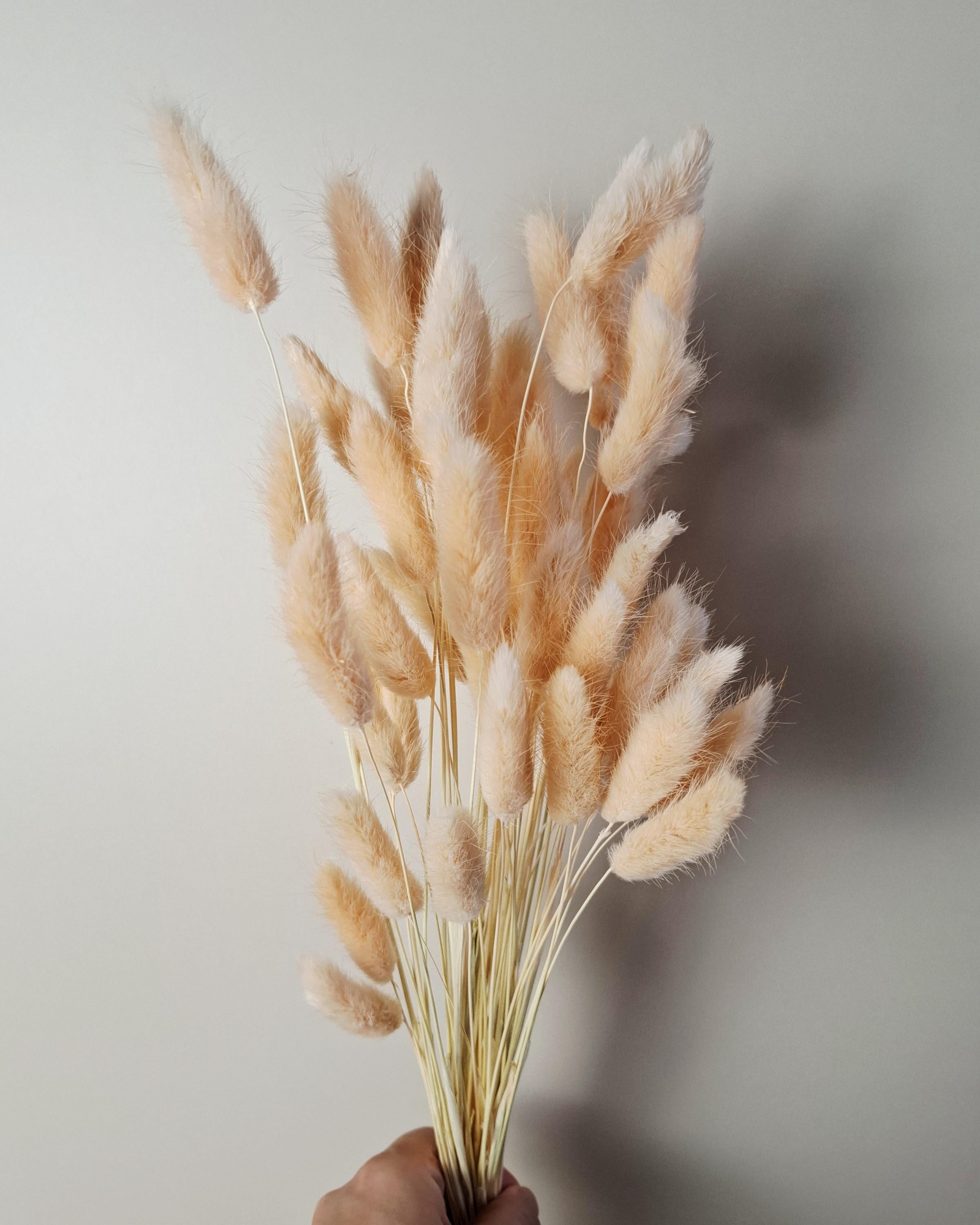 Soft Pink Dried Lagurus Stems | Bunny Tail Grass | Preserved Lagurus Ovatus | Florist Supply | Dried Flower Material | DIY Floral Crafts