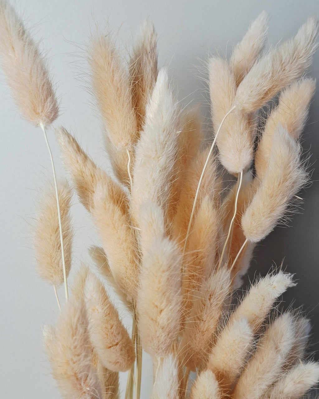 Soft Pink Dried Lagurus Stems | Bunny Tail Grass | Preserved Lagurus Ovatus | Florist Supply | Dried Flower Material | DIY Floral Crafts