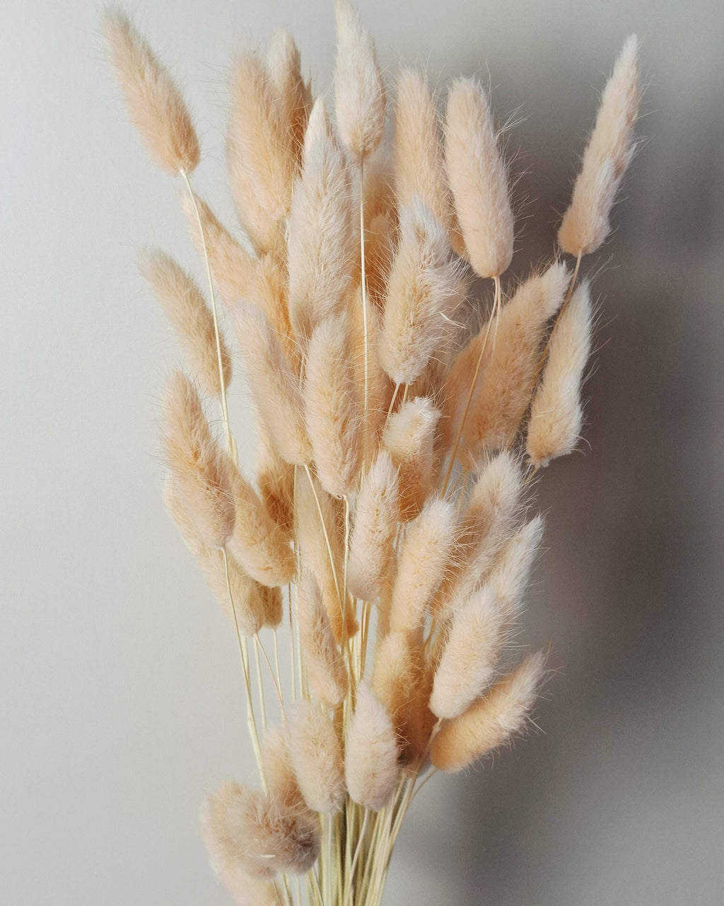 Soft Pink Dried Lagurus Stems | Bunny Tail Grass | Preserved Lagurus Ovatus | Florist Supply | Dried Flower Material | DIY Floral Crafts