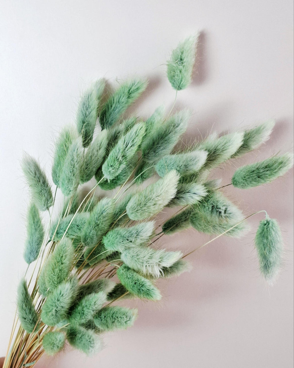Olive Green Dried Lagurus Stems | Bunny Tail Grass | Preserved Lagurus Ovatus | Florist Supply | Dried Flower Material | DIY Floral Crafts