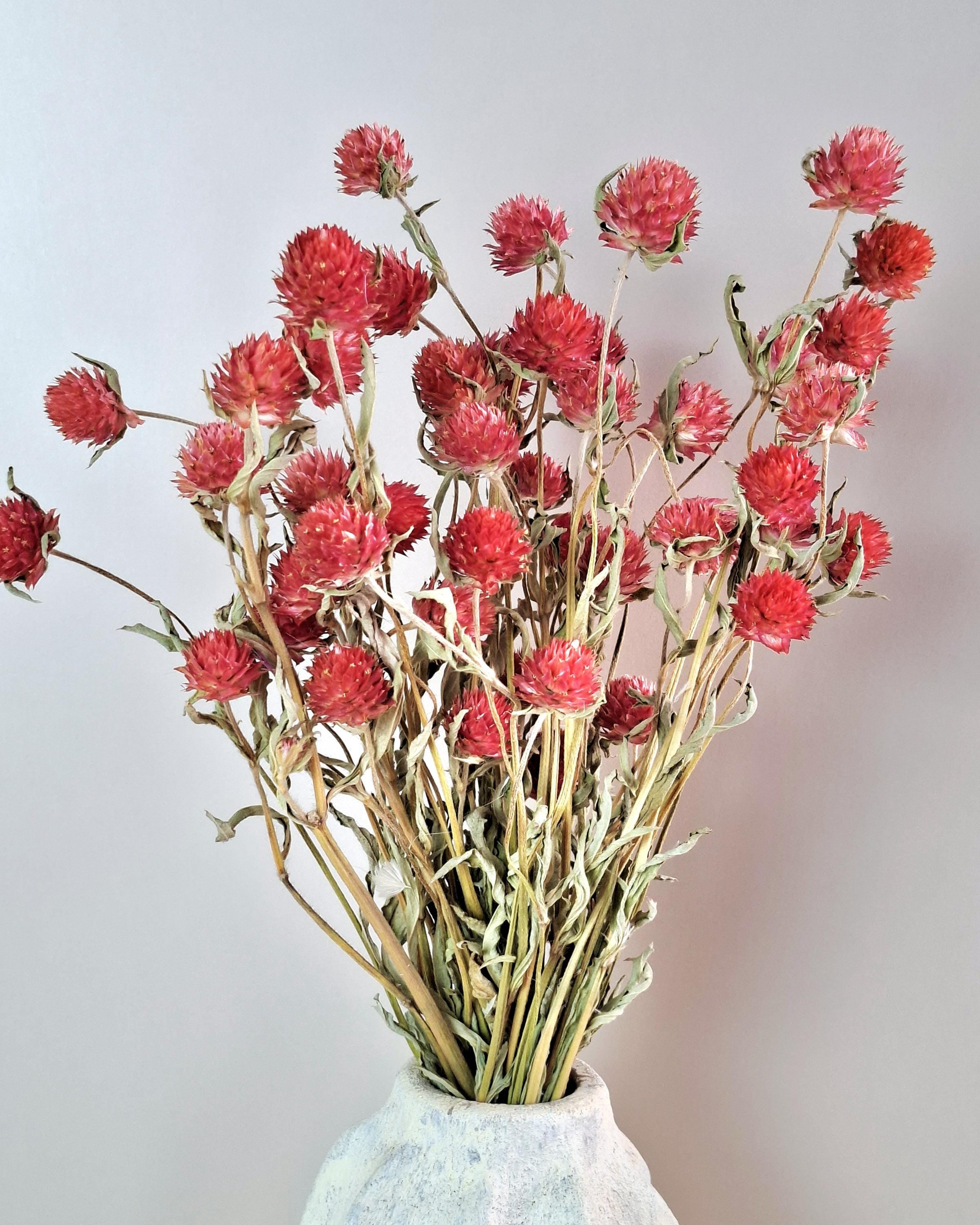Red Gomphrena Bouquet | Dried Flower Bouquet | Preserved Flower Arrangement | Botanical Home Decor | Natural Floral Decor