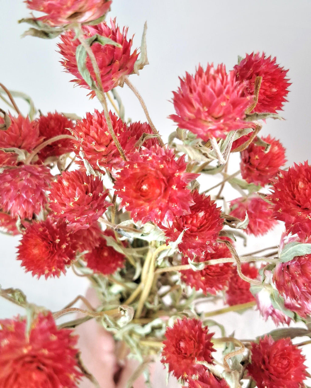 Red Dried Gomphrena Stems | Globe Amaranth Flowers | Dried Flower Stems | Florist Supply | Floral Craft Material