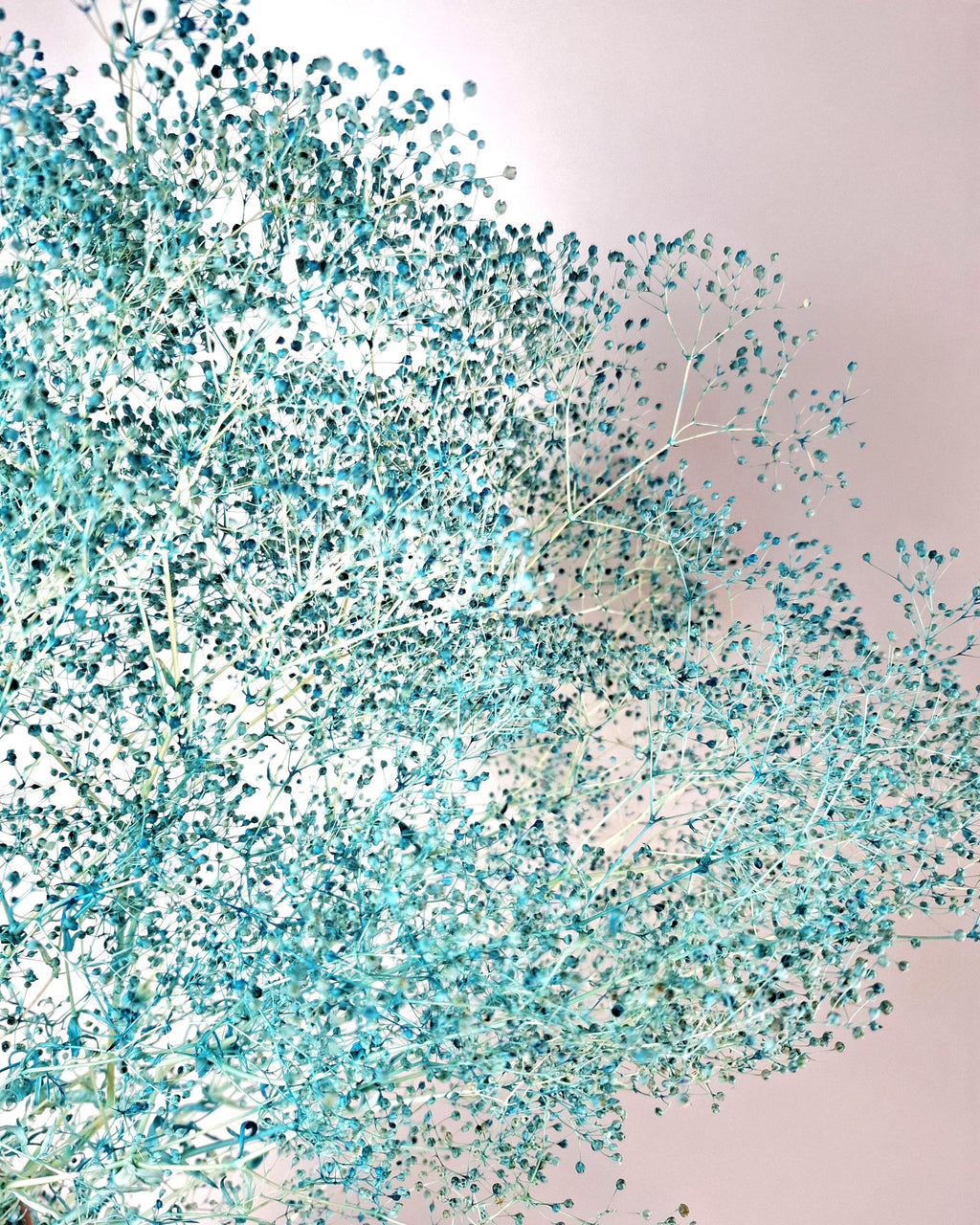 White Red Baby’s Breath Dried Flowers | Two Color Gypsophila Bouquet | Wedding Decor