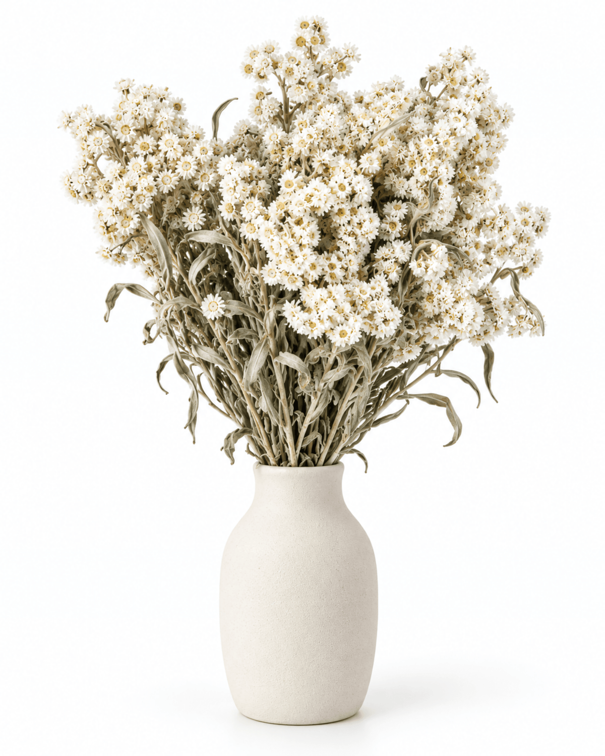 Natural Dried Anaphalis Stems - 50cm Generous Pearl Everlasting Bouquet - Dried Flower Stems - Flor Chama Do Algarve