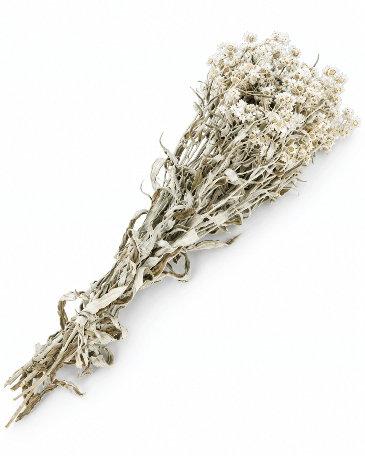 Natural Dried Anaphalis Stems - 50cm Generous Pearl Everlasting Bouquet - Dried Flower Stems - Flor Chama Do Algarve
