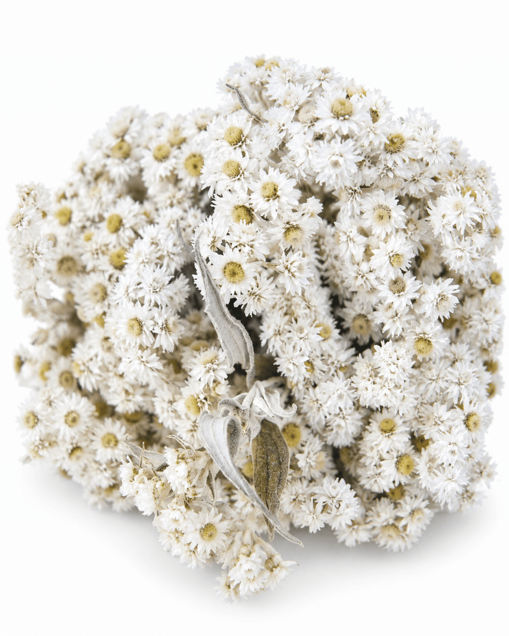 Natural Dried Anaphalis Stems - 50cm Generous Pearl Everlasting Bouquet - Dried Flower Stems - Flor Chama Do Algarve