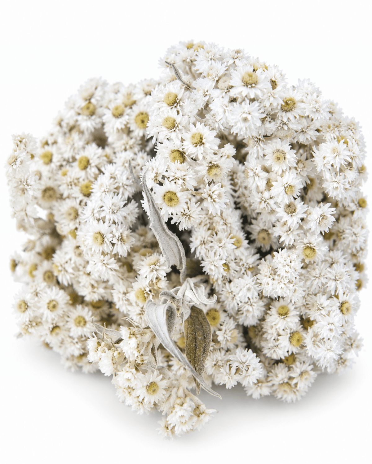 Natural Dried Anaphalis Stems - 50cm Generous Pearl Everlasting Bouquet - Dried Flower Stems - Flor Chama Do Algarve