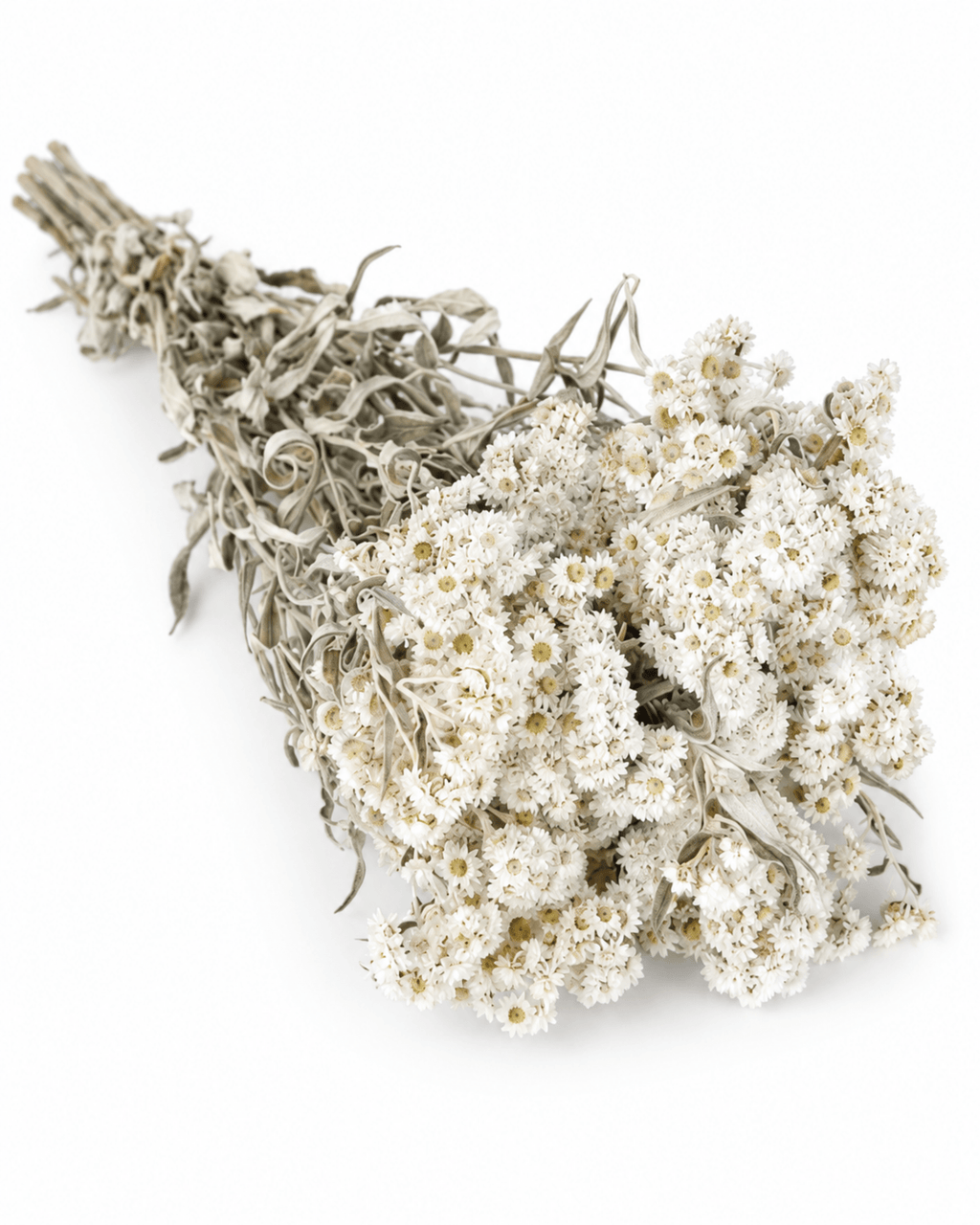 Natural Dried Anaphalis Stems - 50cm Generous Pearl Everlasting Bouquet - Dried Flower Stems - Flor Chama Do Algarve
