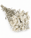 Natural Dried Anaphalis Stems - 50cm Generous Pearl Everlasting Bouquet - Dried Flower Stems - Flor Chama Do Algarve
