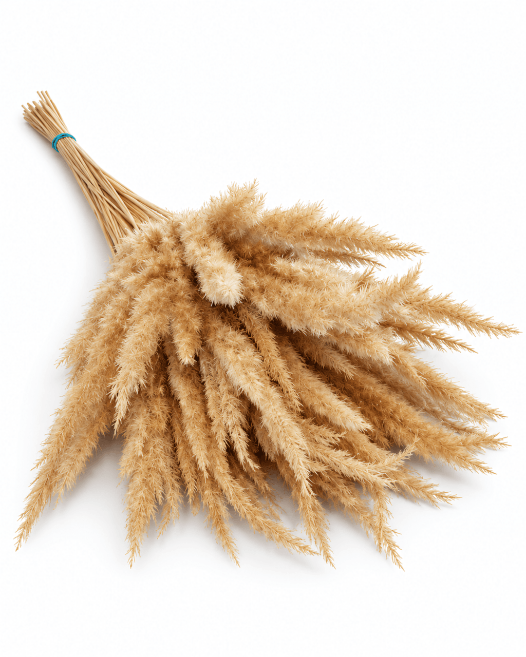 Natural Dried Calamagrostis Grass Stems - 60cm Fluffy Reed Grass (Bunch of 50) - Dried Flower Stems - Flor Chama Do Algarve