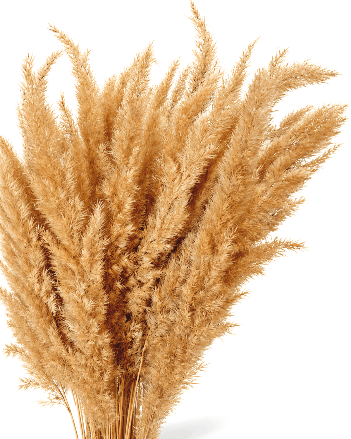 Natural Dried Calamagrostis Grass Stems - 60cm Fluffy Reed Grass (Bunch of 50) - Dried Flower Stems - Flor Chama Do Algarve