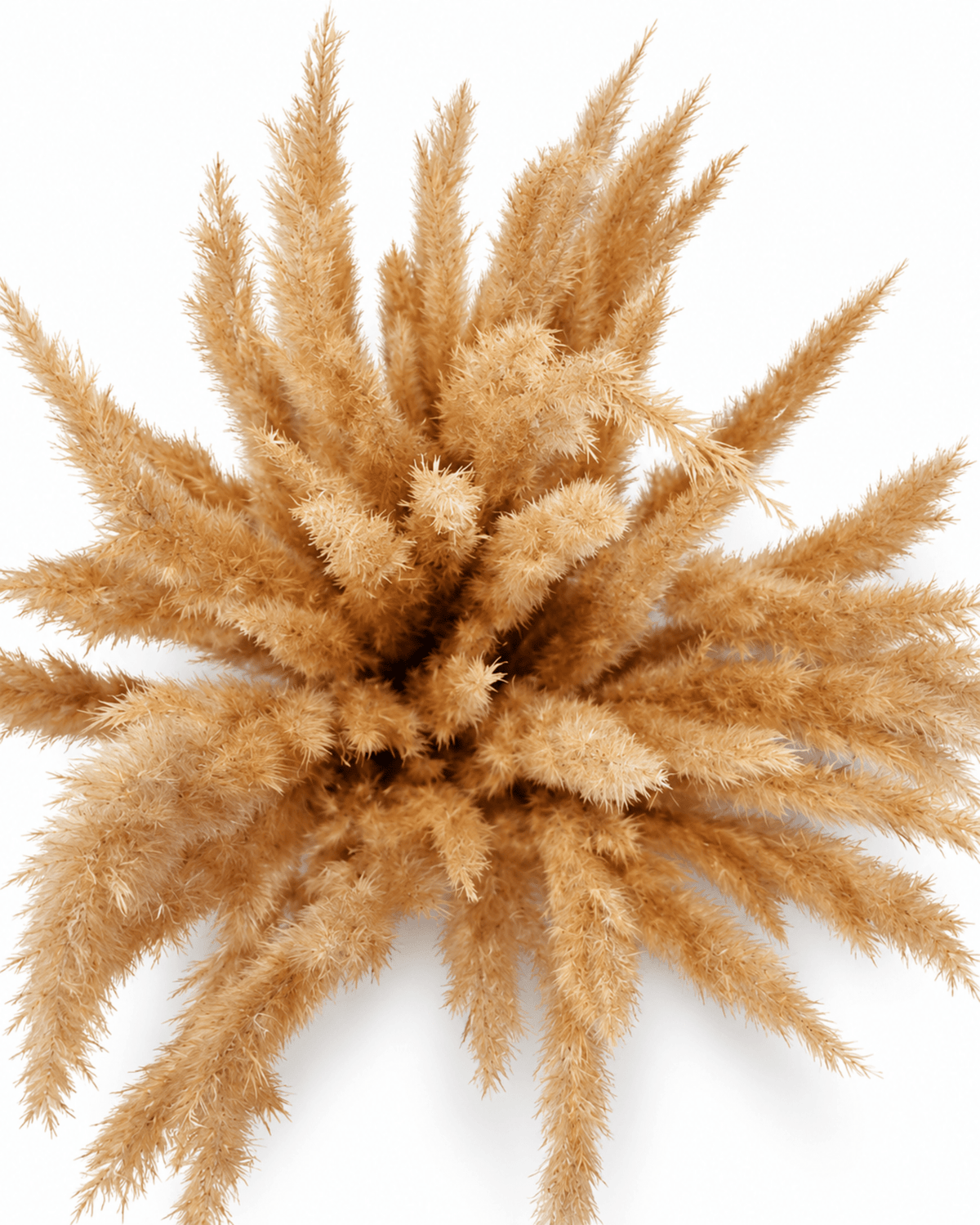 Natural Dried Calamagrostis Grass Stems - 60cm Fluffy Reed Grass (Bunch of 50) - Dried Flower Stems - Flor Chama Do Algarve