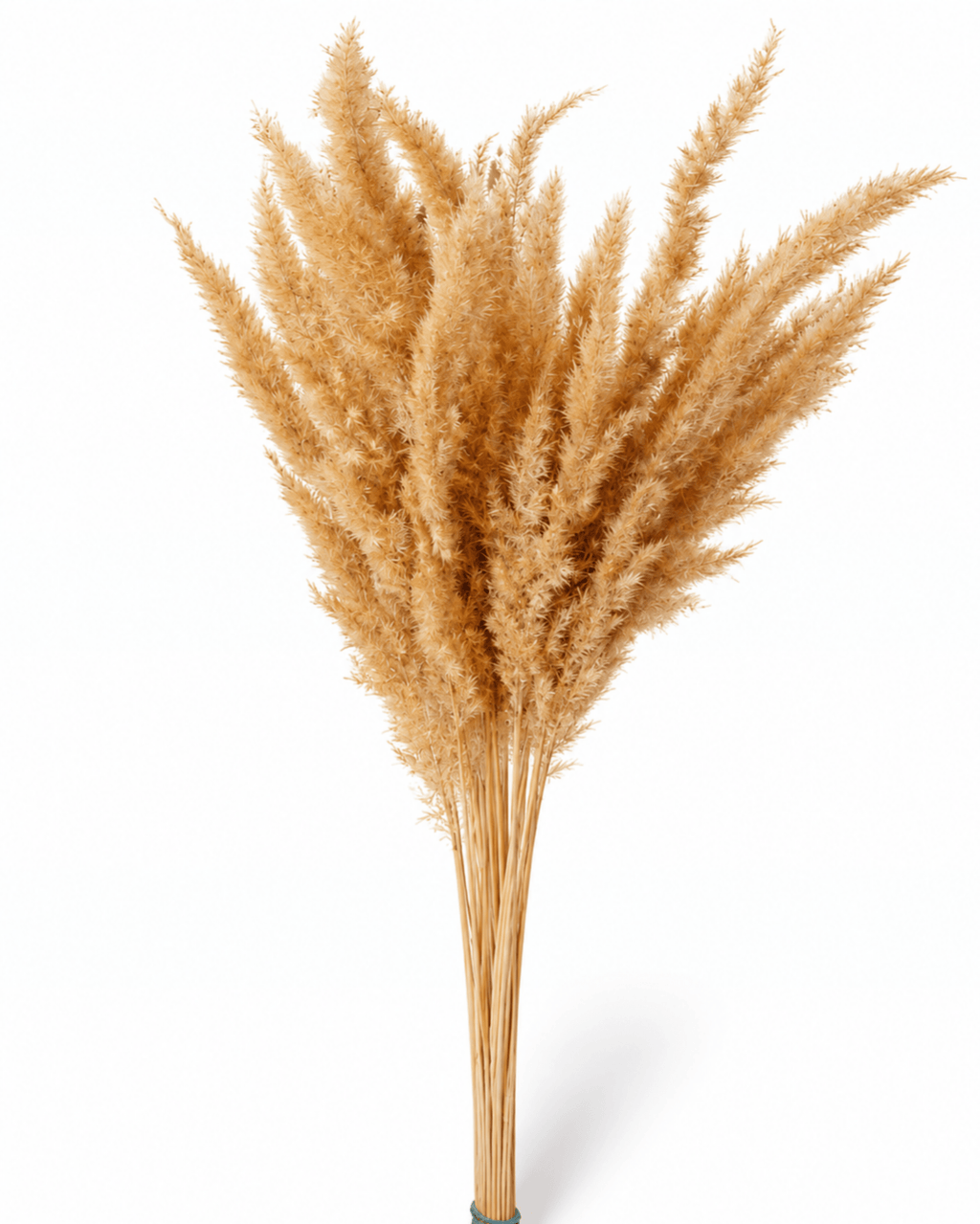 Natural Dried Calamagrostis Grass Stems - 60cm Fluffy Reed Grass (Bunch of 50) - Dried Flower Stems - Flor Chama Do Algarve