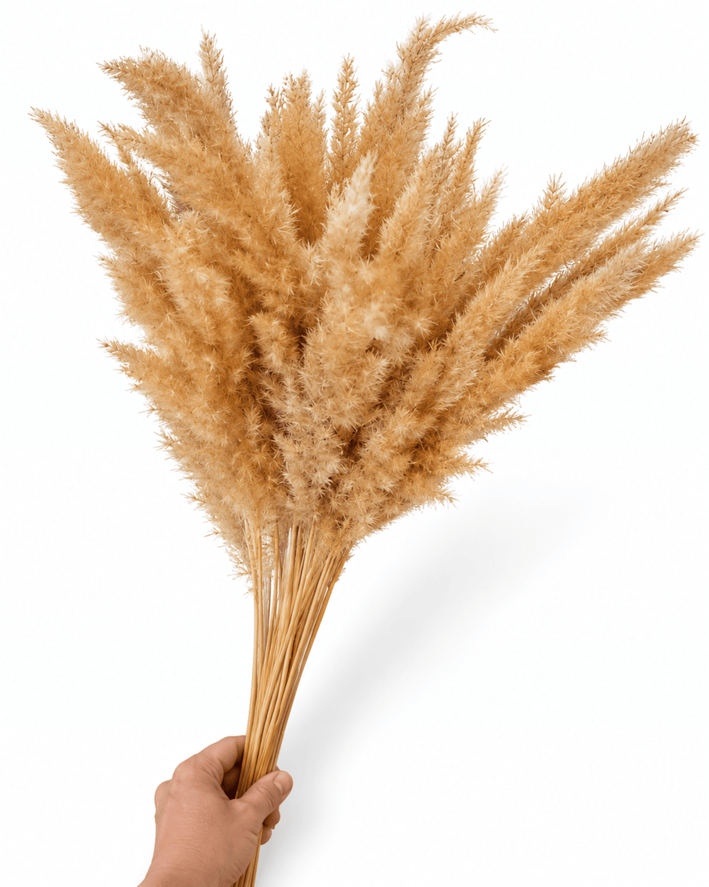Natural Dried Calamagrostis Grass Stems - 60cm Fluffy Reed Grass (Bunch of 50) - Dried Flower Stems - Flor Chama Do Algarve
