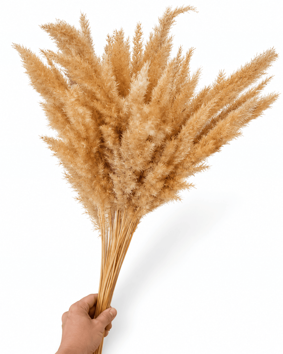 Natural Dried Calamagrostis Grass Stems - 60cm Fluffy Reed Grass (Bunch of 50) - Dried Flower Stems - Flor Chama Do Algarve