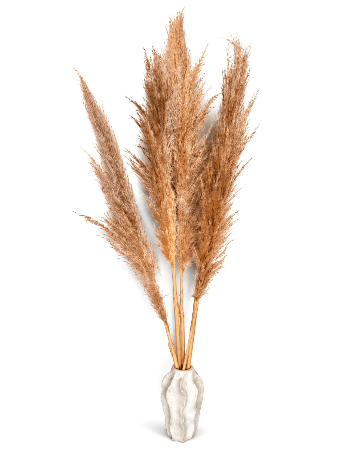 Five natural pampas grass stems styled in a white ceramic vase.
