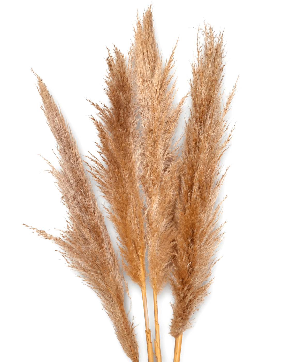 Natural Pampas Grass Stems - 5 Stems 115cm Tall Fluffy Beige Pampas Bunch - Dried Flower Stems - Flor Chama Do Algarve