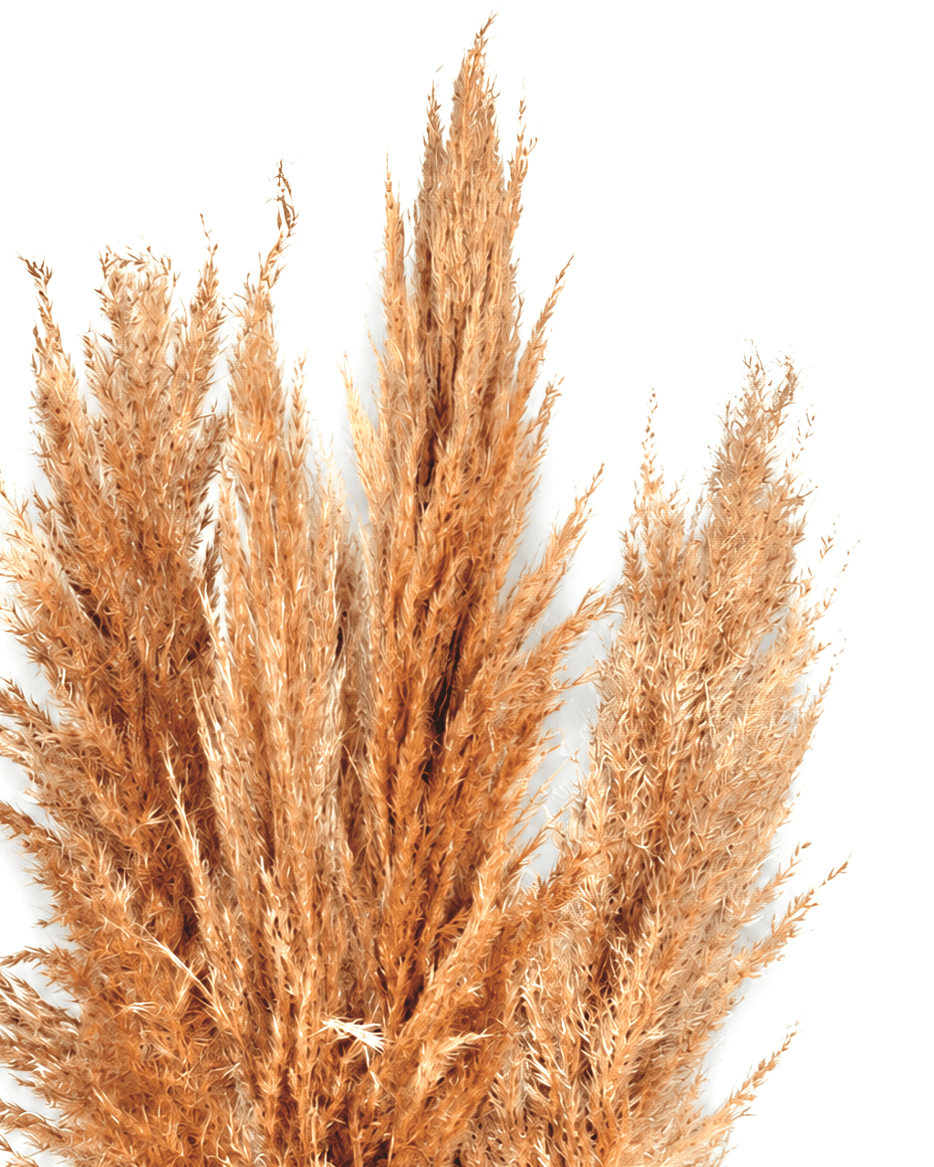 Detailed macro texture of soft natural dried pampas grass plumes.
