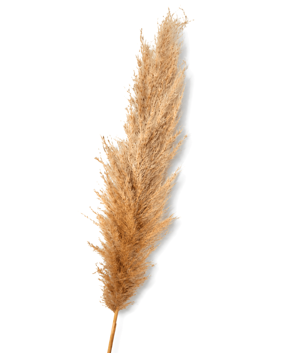 Natural Pampas Grass Stems - 5 Stems 115cm Tall Fluffy Beige Pampas Bunch - Dried Flower Stems - Flor Chama Do Algarve