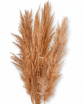 Fluffy plumes of natural beige pampas grass stems close-up.
