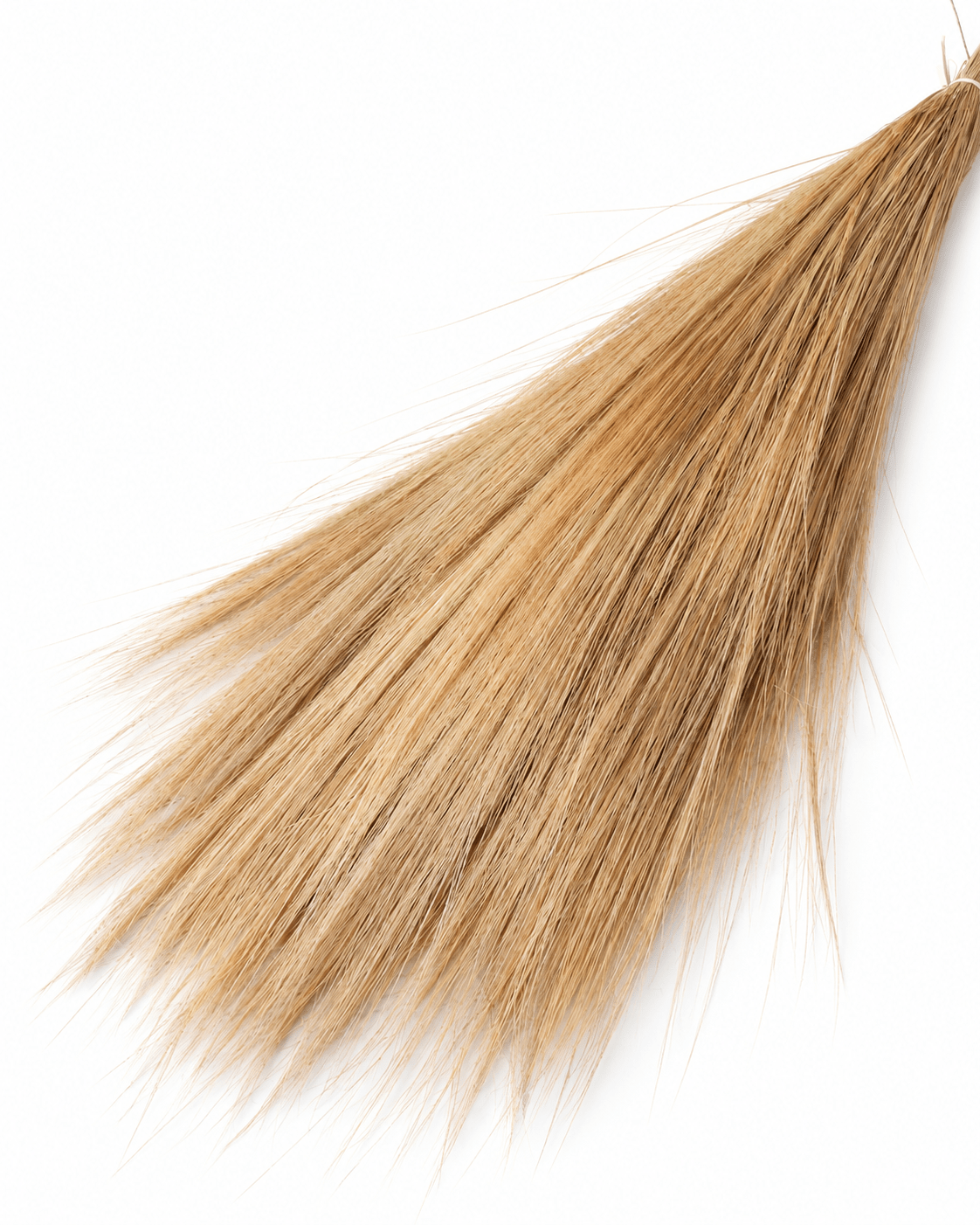 Natural Preserved Barba Grass Bunch - 100g 70cm Feather Grass Plumes - Dried Flower Stems - Flor Chama Do Algarve