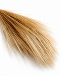 Natural Preserved Barba Grass Bunch - 100g 70cm Feather Grass Plumes - Dried Flower Stems - Flor Chama Do Algarve