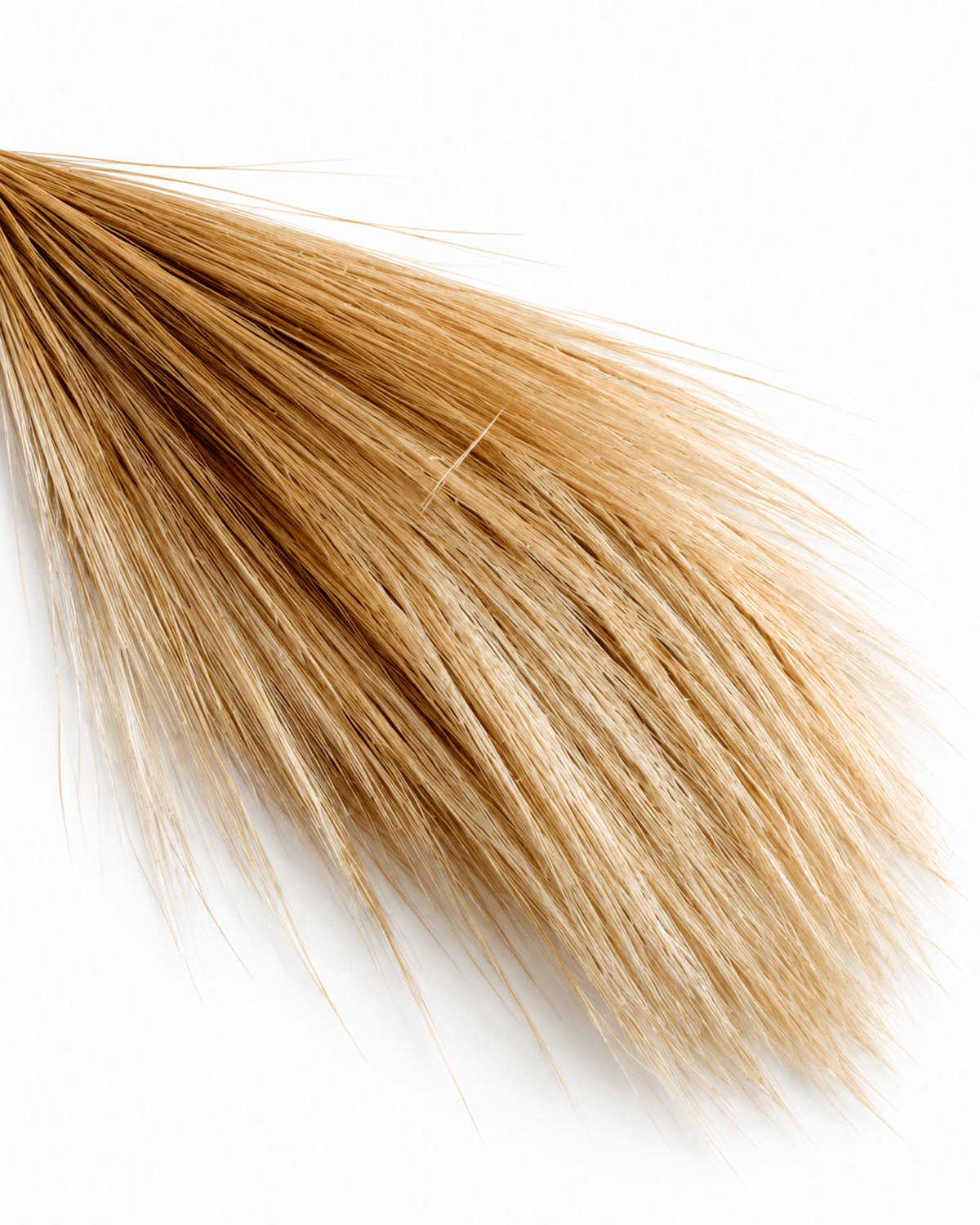 Natural Preserved Barba Grass Bunch - 100g 70cm Feather Grass Plumes - Dried Flower Stems - Flor Chama Do Algarve